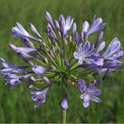 Agapanthe bleue / Agapanthus hyacintho